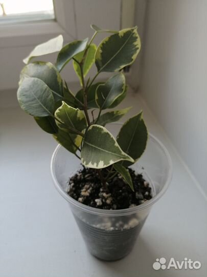 Комнатные цветы