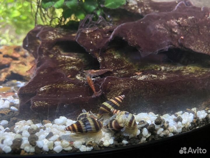 Улитка Хелена