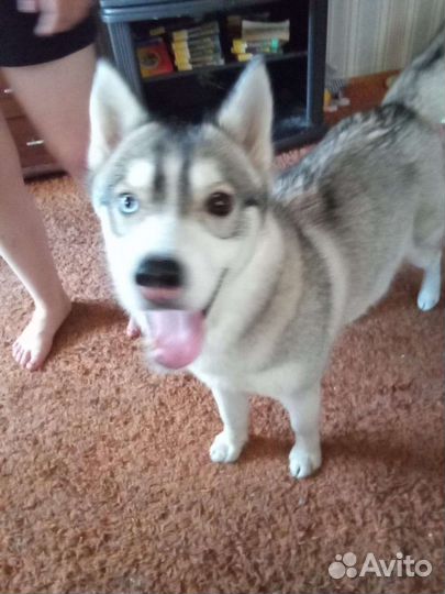 Сибирский хаски