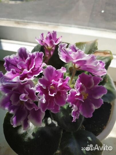 Фиалка Сенполия