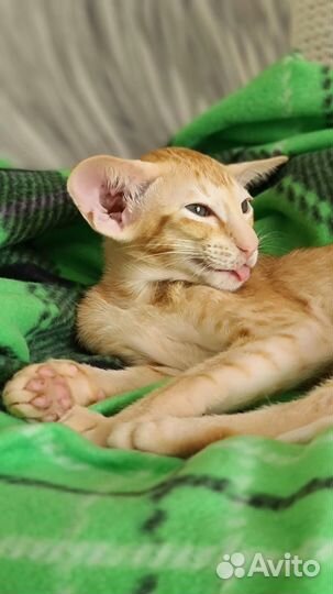 Орентальные котики