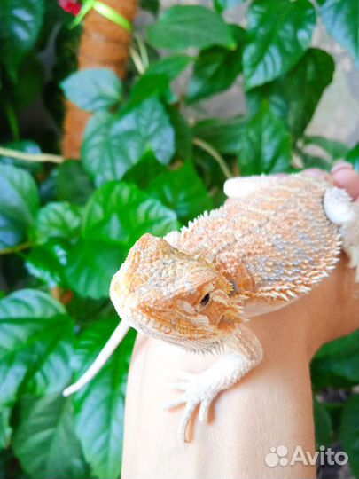 Бородатая агама