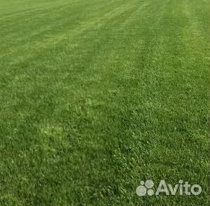 Рулонный газон
