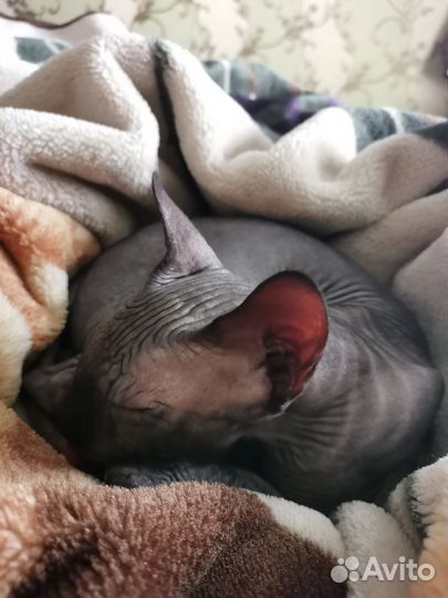 Канадский сфинкс