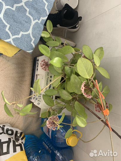 Хойя в цвету