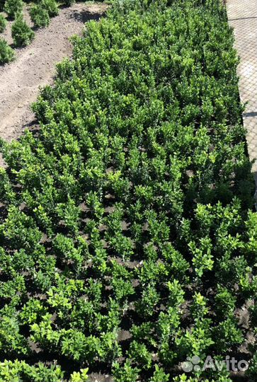 Буксус (Самшит)