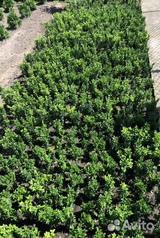 Буксус (Самшит)