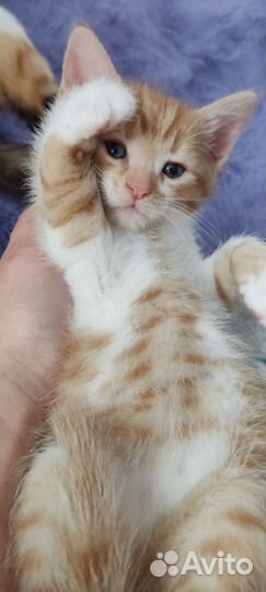 Рыжие котята в добрые руки