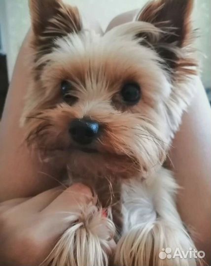 Потеряшка мальчик