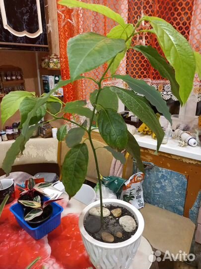 Комнатные цветы