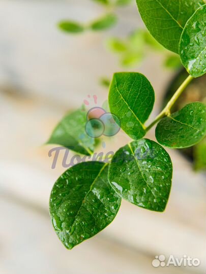 Саженцы голубики разных сортов