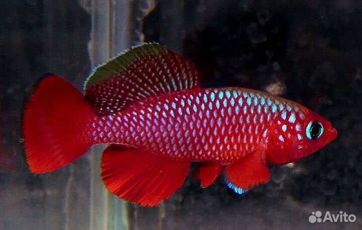Африканские рыбки килли