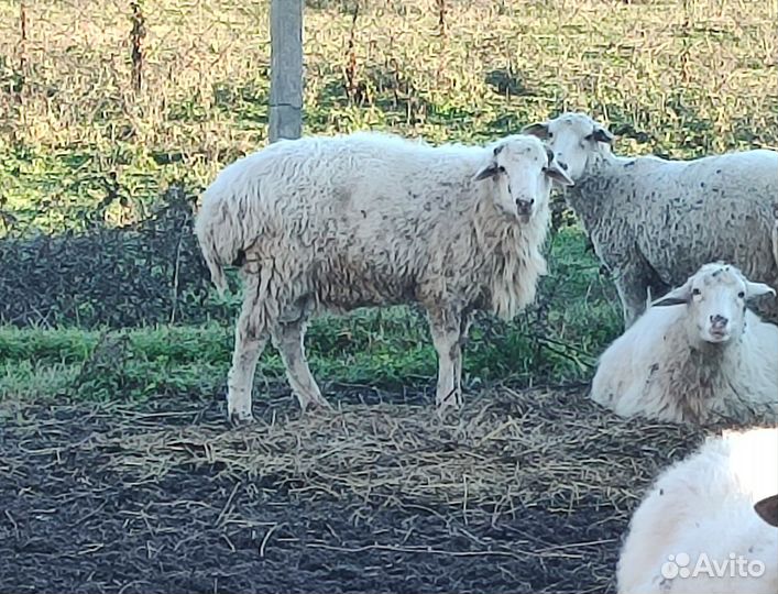 Овцы бараны