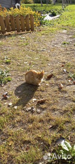 Котик рыжий бесплатно