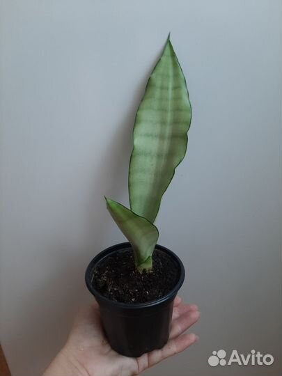 Комнатный цветок сансевиерия