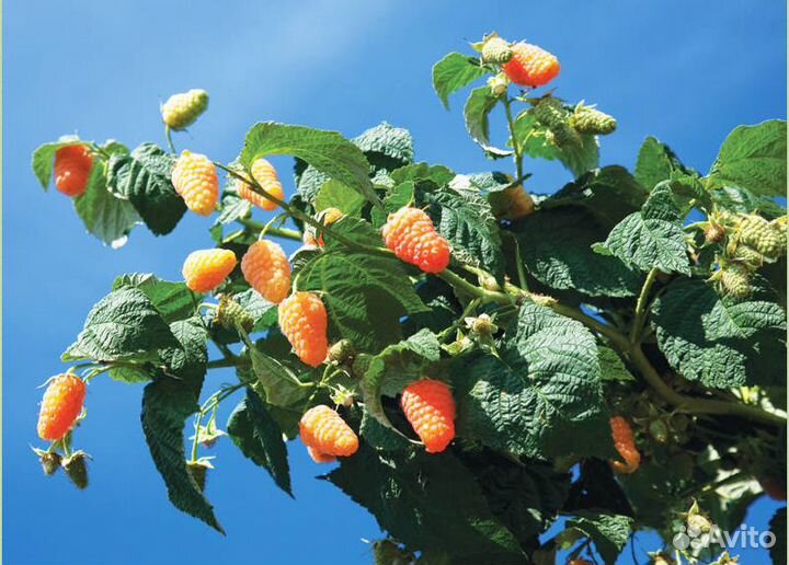 Саженцы малины с закрытой корневой системой