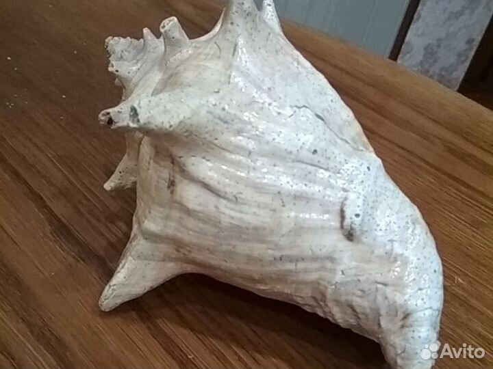 Морские раковины