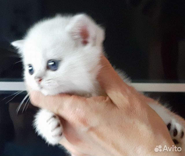 Британские котята серебристая шиншилла