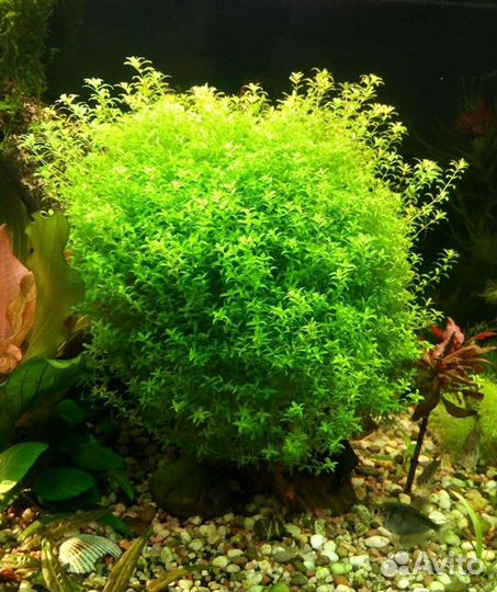 Гуппи, хемиантус