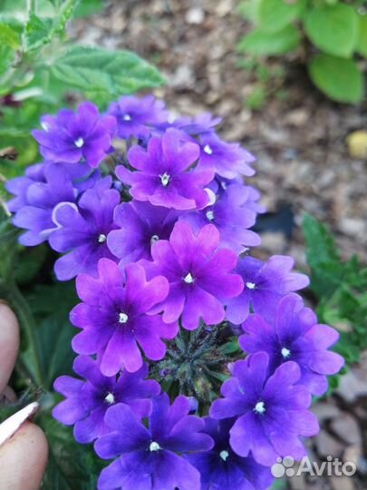 Вербена вегетативная