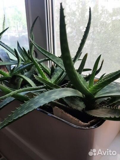 Алоэ пятнистое