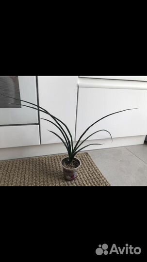 Сансевиерия нельсон