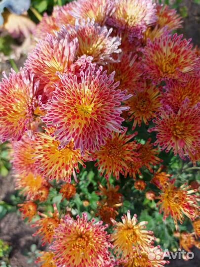 Хризантема