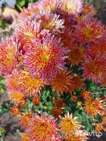 Хризантема