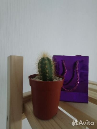 Кактусы и суккуленты