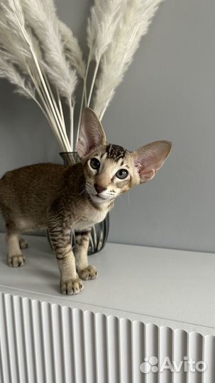 Ориентальный мальчик