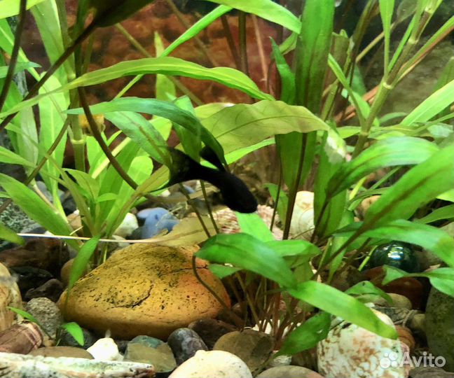 Аквариумные рыбки