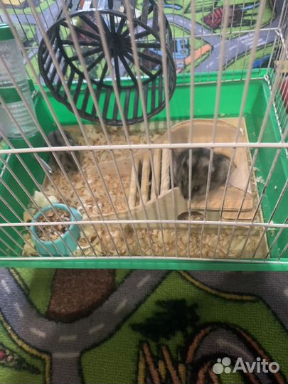 Клетка с хомяками