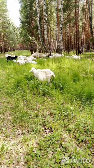 Козы дойные