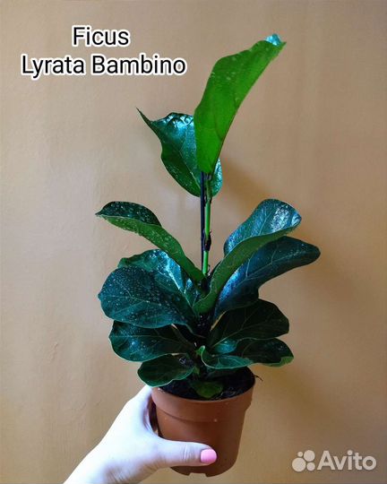 Фикус Lyrata Bambino / Лирата Бамбино