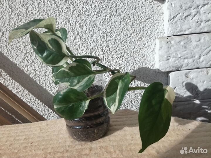 Сингониум, замиокулькас, сциндапсус