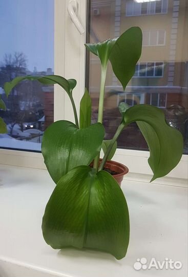 Эухарис -Лилия