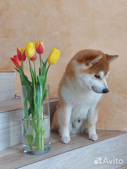 Сиба щенки вязки