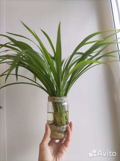 Хлорофитум