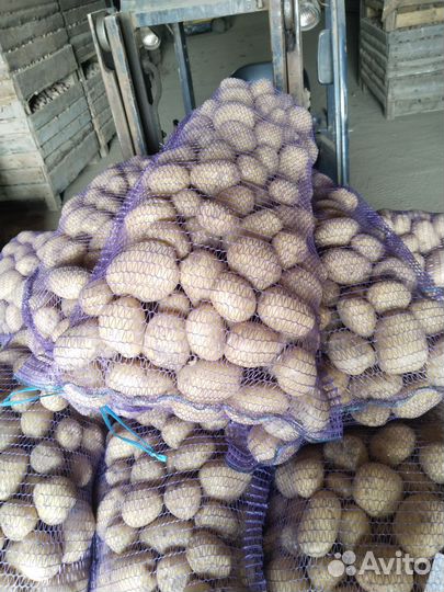 Продам картофель оптом