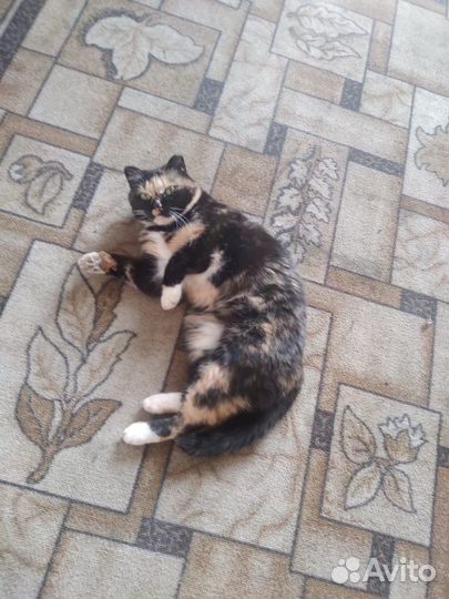 Порода помесь сибирской - кошка