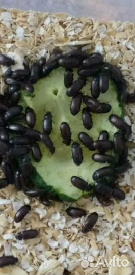 Жук знахарь