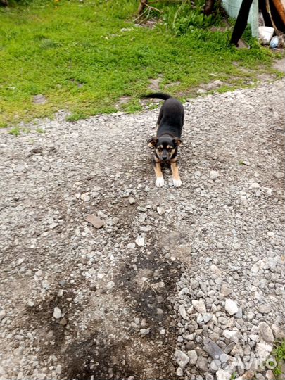 Собака в добрые руки отдам бесплатно