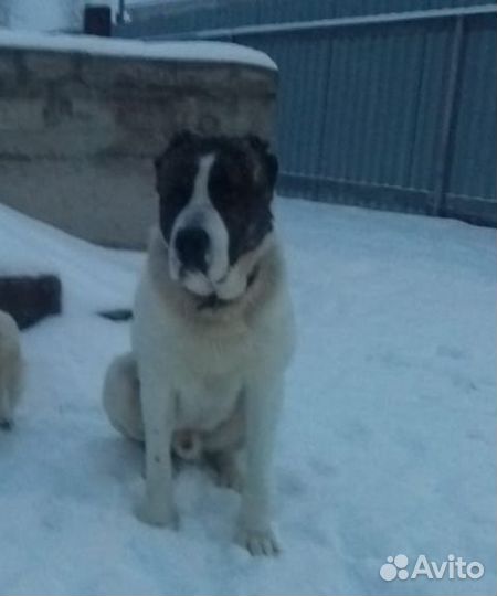 Среднеазиатская овчарка алабай вязка