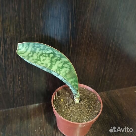 Сансевиерия сортовая