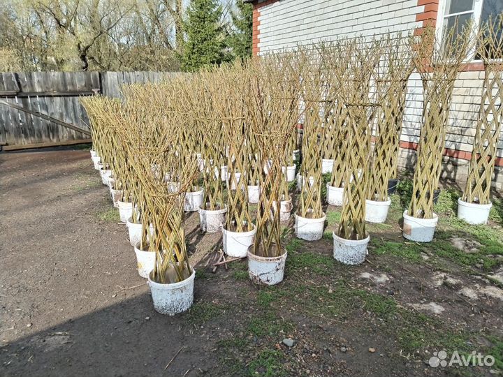 Плетеные деревья из ивы