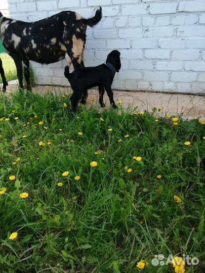 Англо нубийский козел