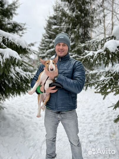 Передержка Собак