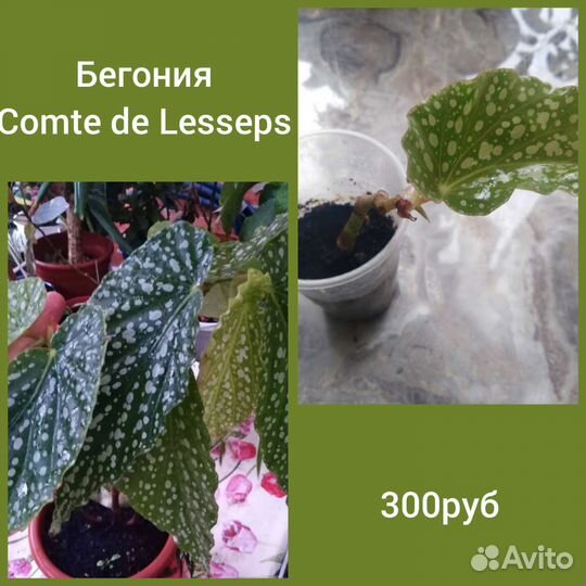 Бегонии Кейн(тростниковые бегонии)