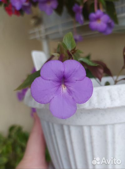 Ахименес Blue Silver