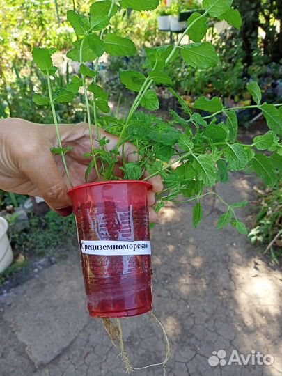 Сортовая мята с разными вкусами и ароматами